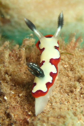 Chromodoris fidelis red and white nudibranch