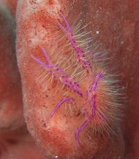 Pink squat-lobster