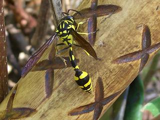 Photo of wasp