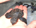 a turtle in the hand...